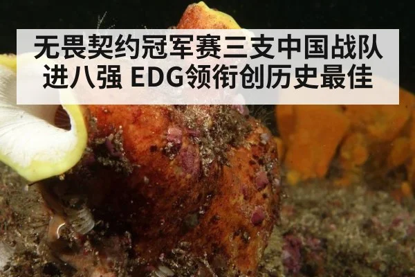 无畏契约冠军赛三支中国战队进八强 EDG领衔创历史最佳（hth）